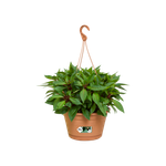 green basics hängeampel 28cm mild terra